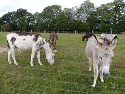 image (32) | ©LesÂnesdesHautsduPerche