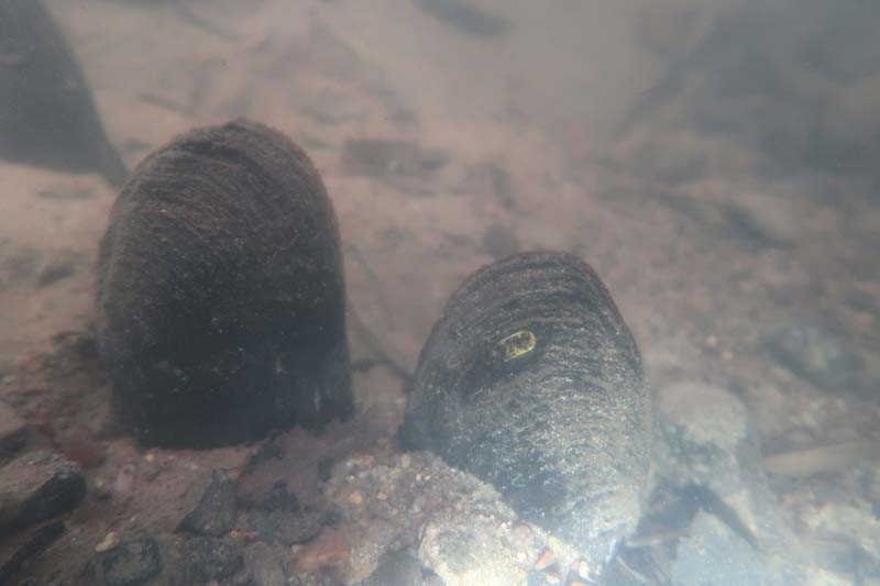 2025-07-Sarthon-Mm-800 | cpie 61