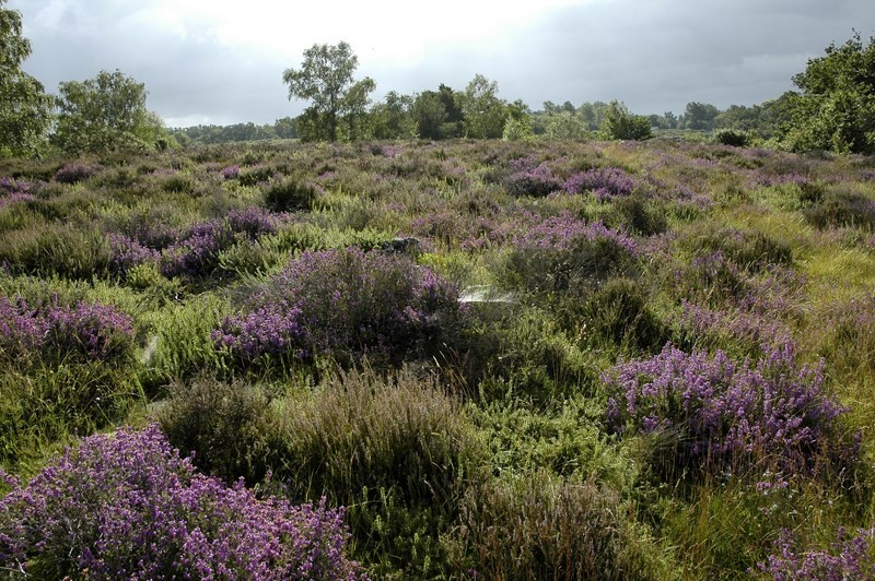 vaudobin.paysage_D.COMMENCHAL | D.COMMENCHAL