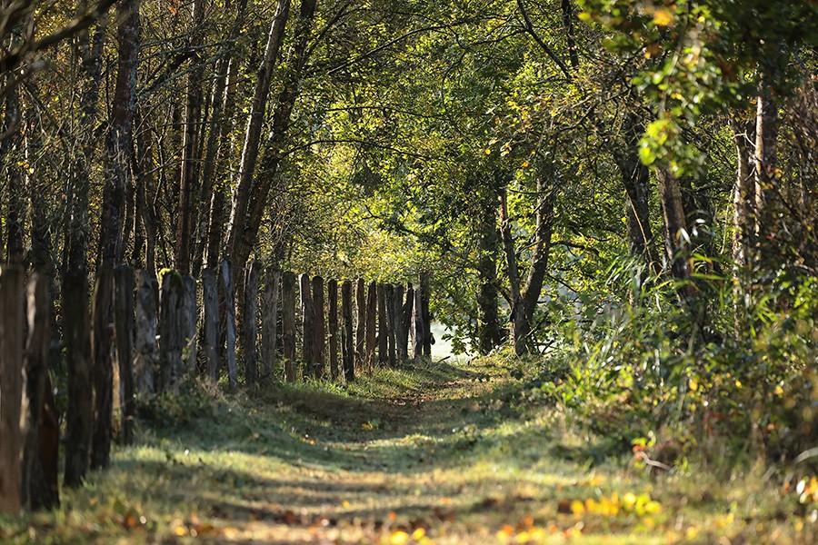 Marais du Grand Hazé | © C. Aubert