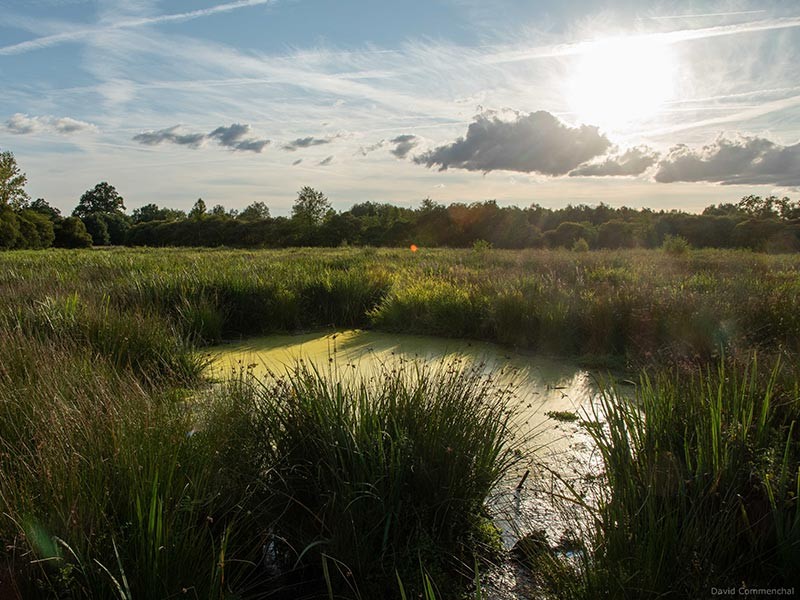 Marais du Grand Hazé | © D. Commenchal