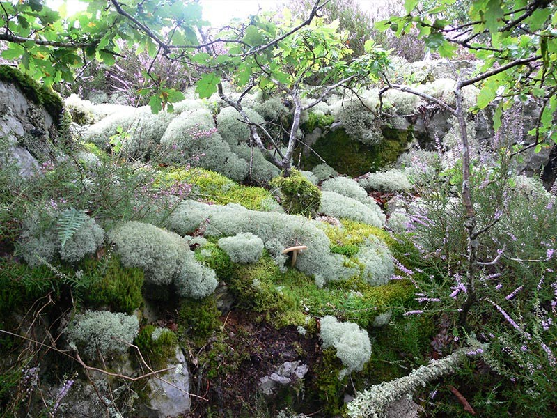 Le Camp de Bierre | Le Camp de Bierre © CD 61
