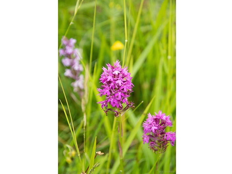 Les Coteaux Historiques | © D.Commenchal