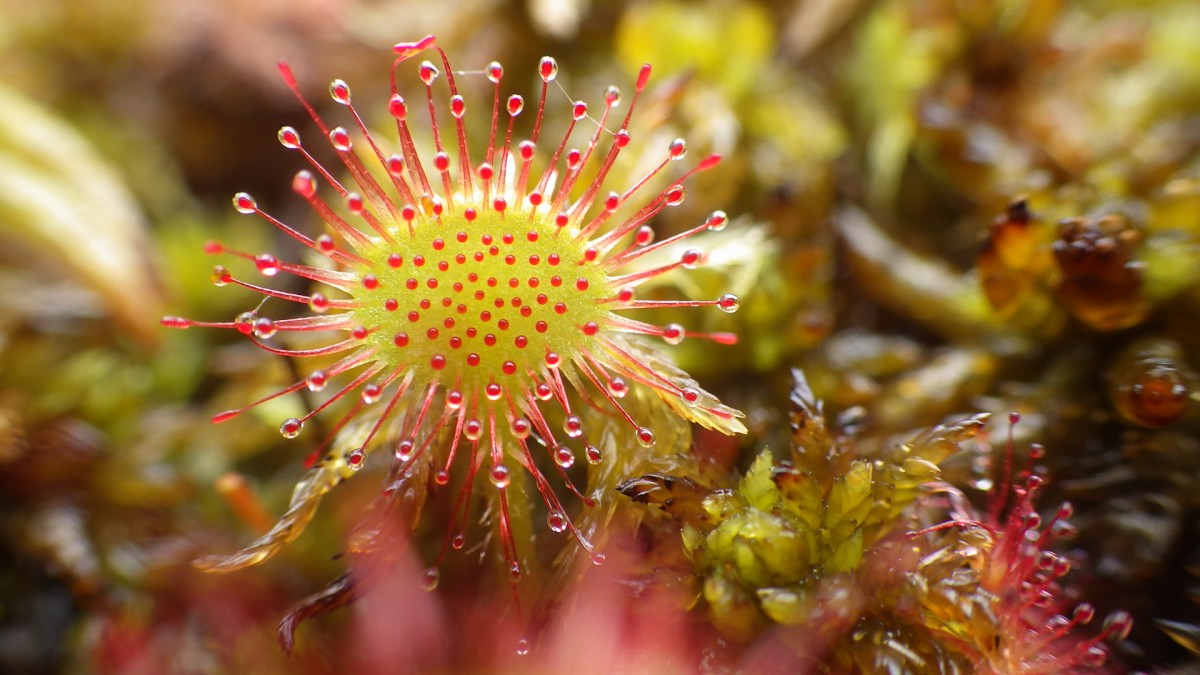 2026.08.26_Carnivores_tourbiere | 1 - Parc naturel régional et Géoparc Normandie-Maine