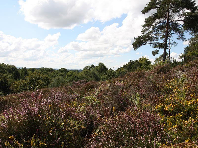 Landes Gorges de Villiers | © CD 61