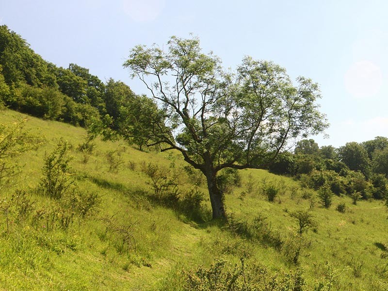 Le Coteau des Champs Genêts | Les Champs Genêts © JE Rubio