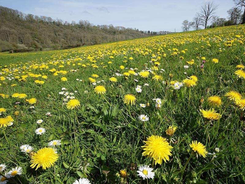 Les Méandres de l'Orne | © C Aubert