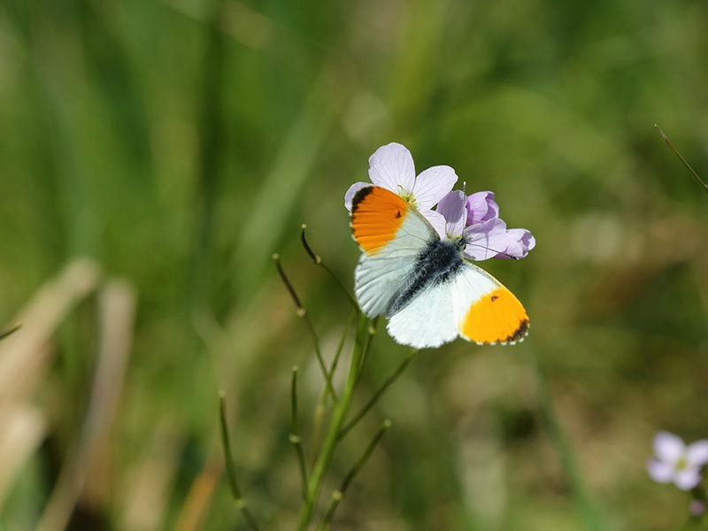 Les Méandres de l'Orne | © C Aubert