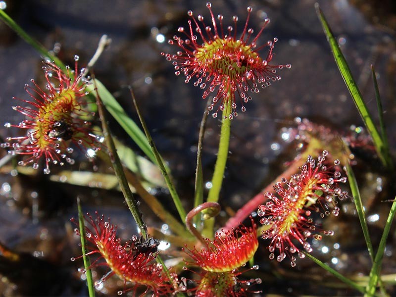 Les Petits Riaux | © JE Rubio