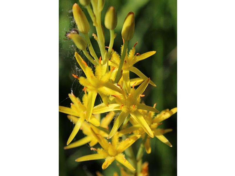 Les Petits Riaux | © JE Rubio