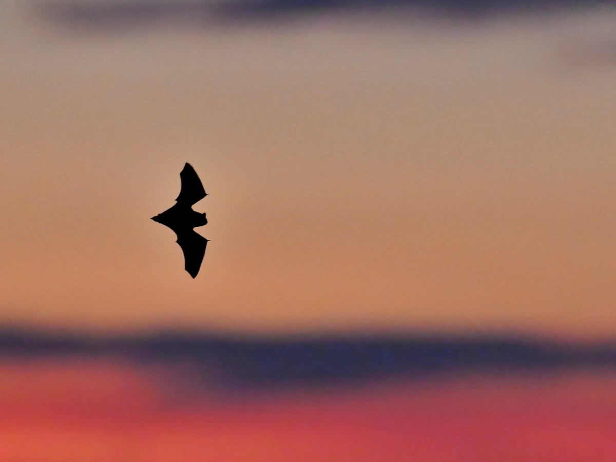25_FA_27082026©Arnaud_Lerondeau | Arnaud_Lerondeau