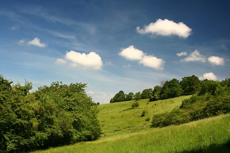 Coteau_Champs genêts©J-E Rubio | J-E RUBIO