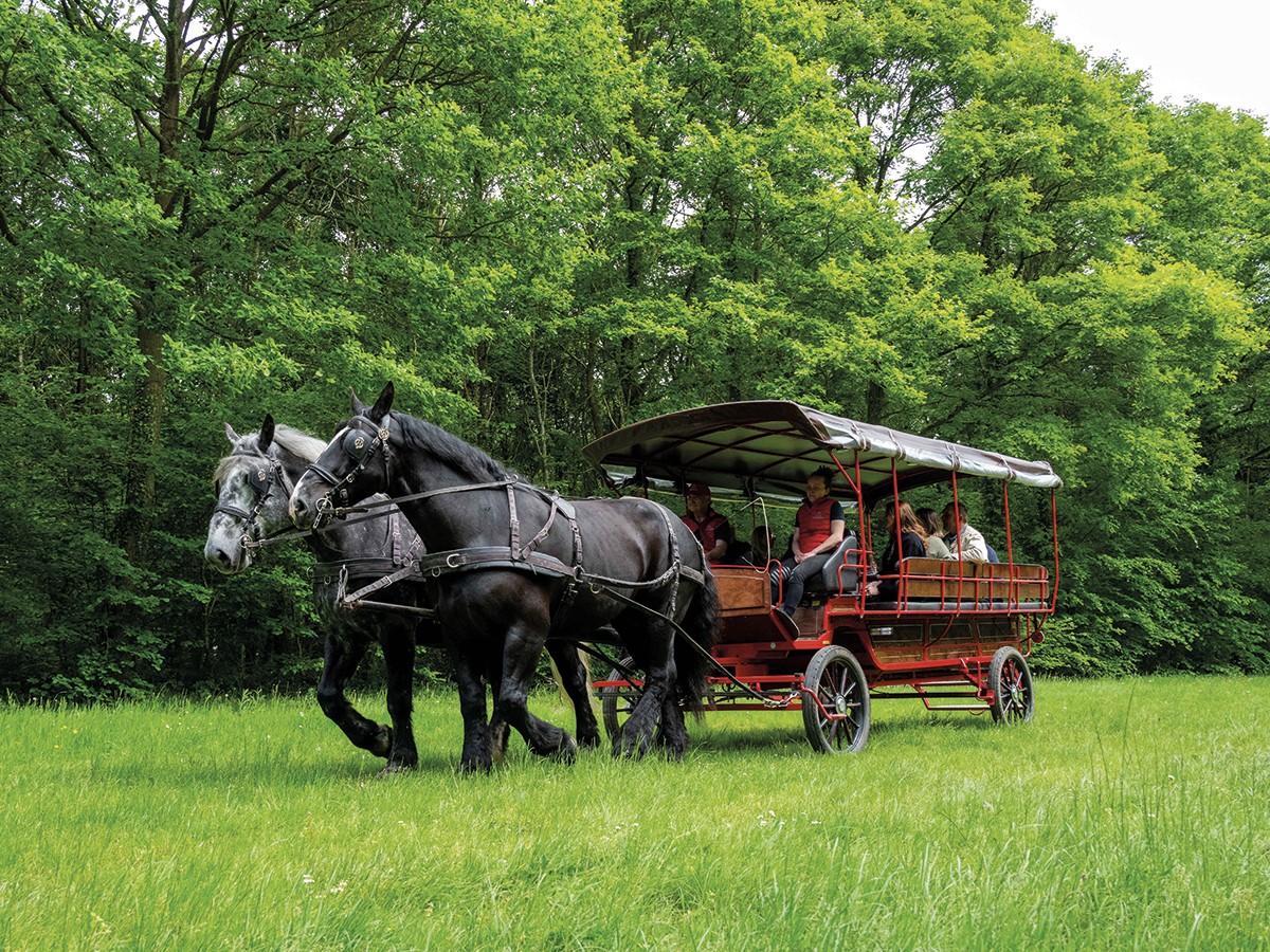 PROMENADE-ATTELAGE-2023 | Haras du Pin