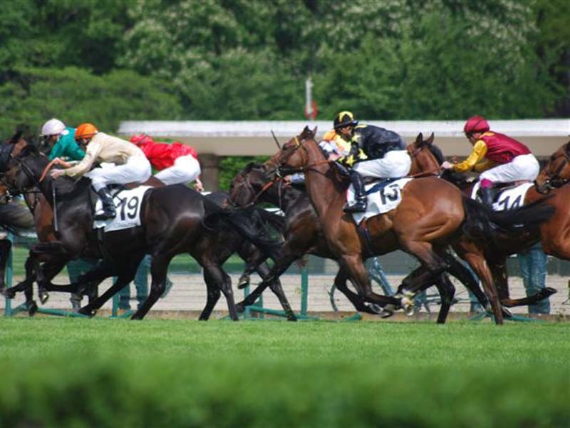 Courses hippiques - Haras national du Pin | ©Jean Chevret