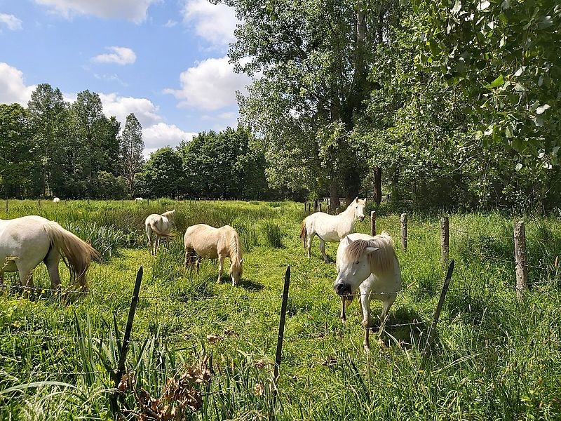 marais du hazé chevaux800©MNT | MNT