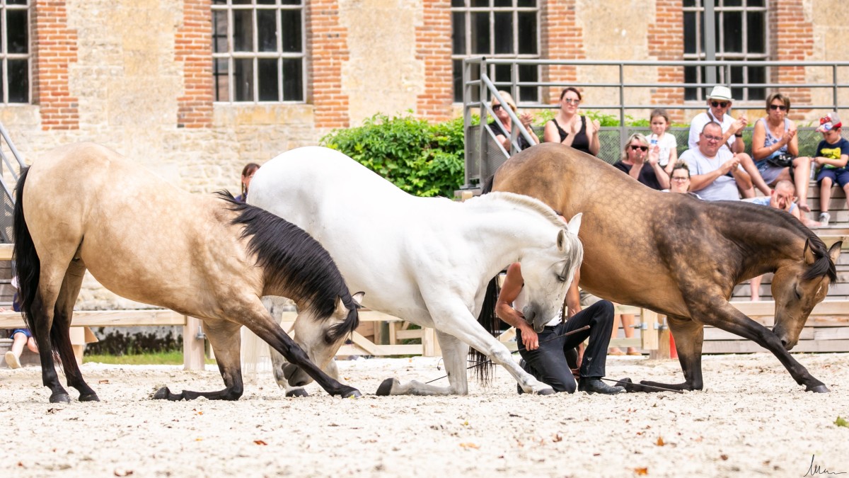 Jeudis du Pin Toma HDP MG-1137236 bd | Melanie Guillamot