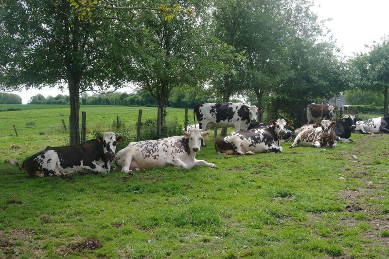 Ferme Nat'Lait à Crouttes | GAEC Choisnard
