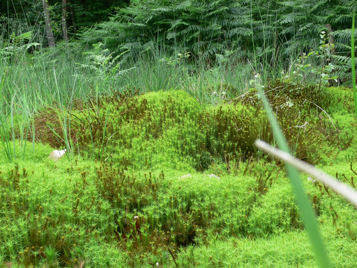 Tourbière de Commeauche | Conseil départemental de l'Orne