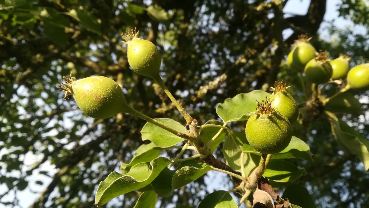 IMG_20200609_202708 | ©SPL_destination_domfront_bagnoles