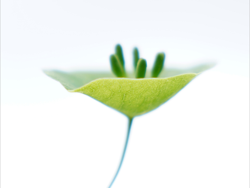 expo Petite A | Petite A