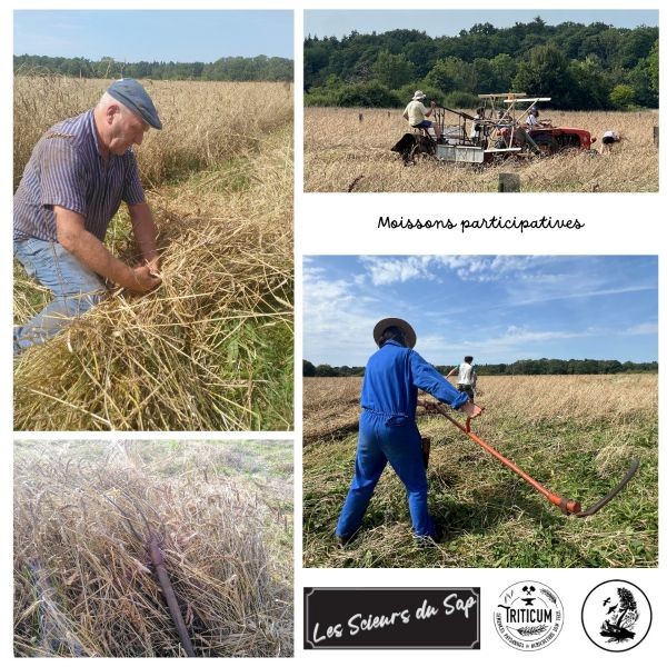 Moissons_participatives à Sap-en-Auge | Le Costil