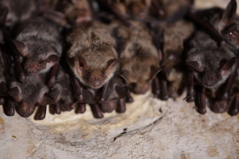 Sortie nocturne chauves-souris à Sap-en-Auge | Florent Baude