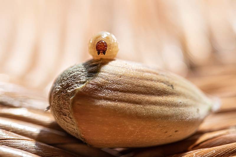 balanin-noisette-beagillot--1- | Béa Gillot