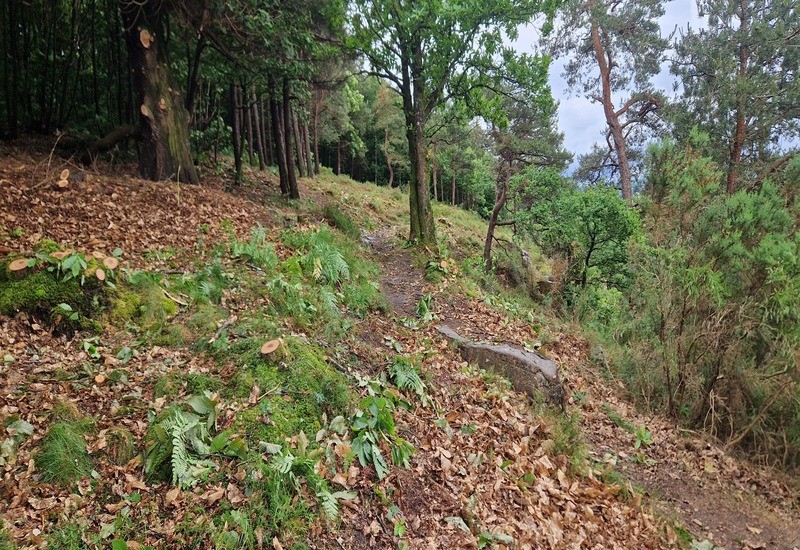 Lande-Cerisy-YGU (1) | Yohann Guillaume