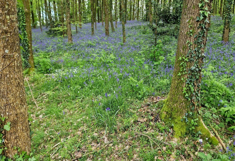Futaie-parc-de-Flers-avec-jacinthes-des-bois (1) | yohann guillaume