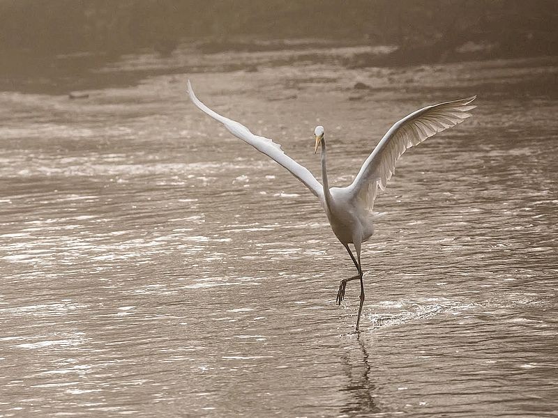 Les-oiseaux-du-marais- | B.Gillot