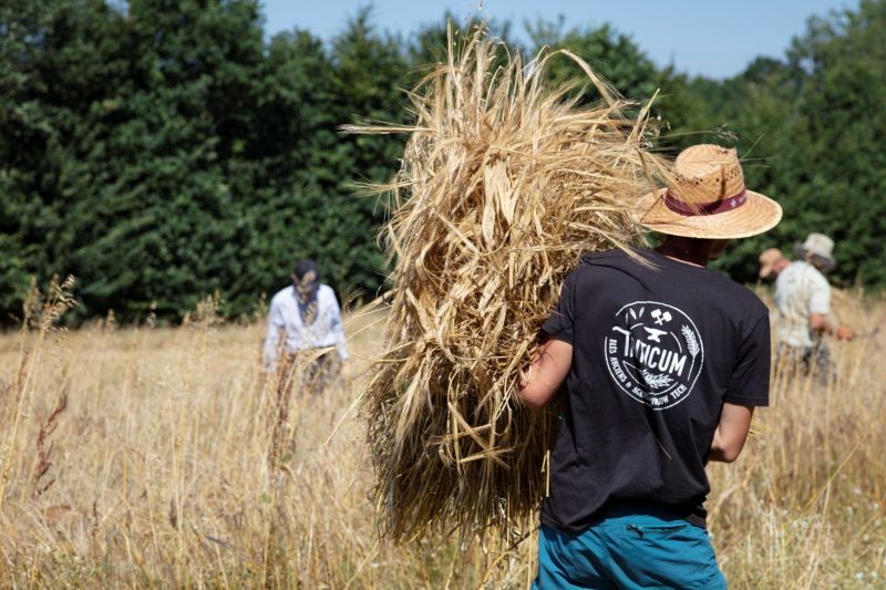 Moissons participatives à Sap-en-Auge | L. SERON