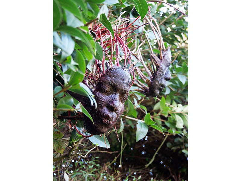 Peuple_Arbre 800 | Rions noir