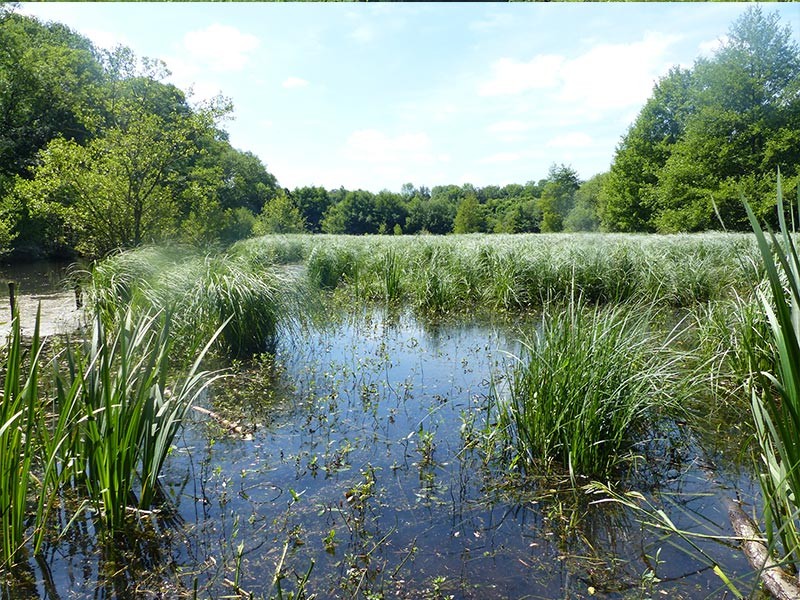 Etang du Perron | © CD 61