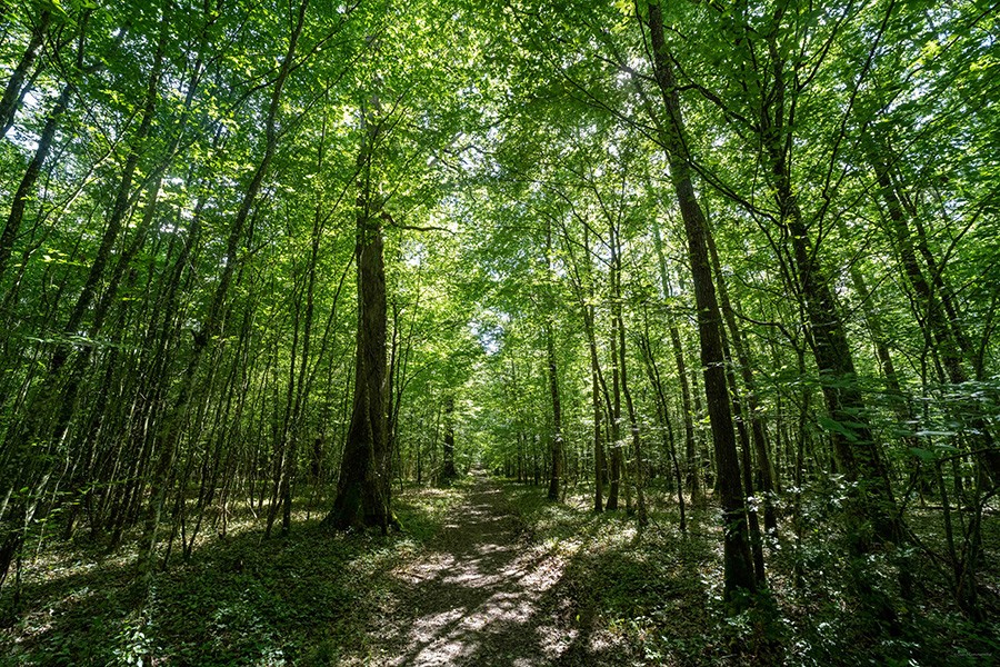 La Forêt de Bourse | D. Commenchal