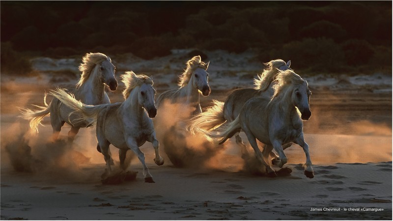 Camargue | (c) James Chevreuil