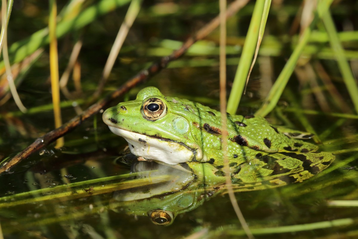 Grenouille verte_Etang  du Grais_C.AUBERT | C. AUBERT