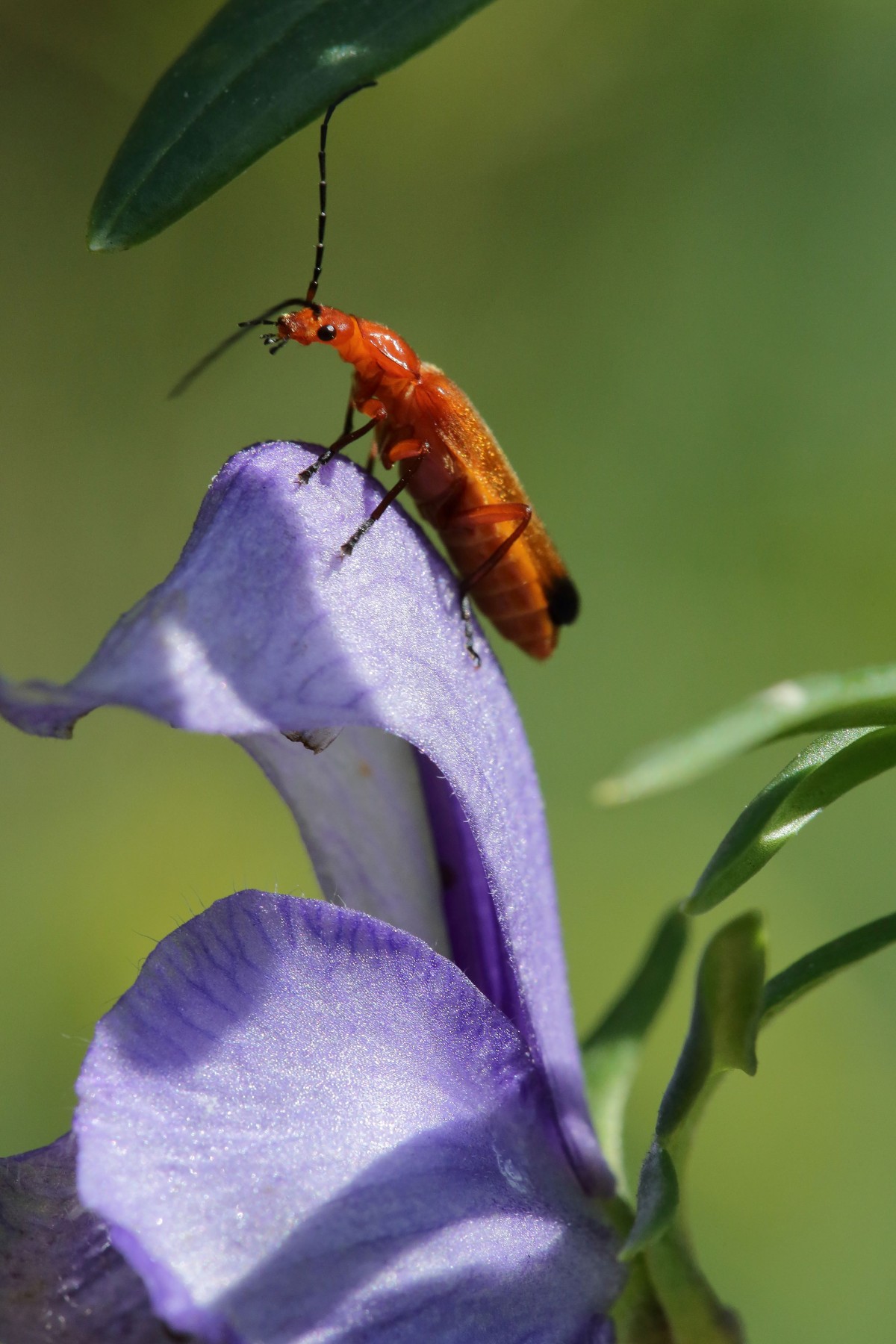Insecte_PrairiesCampigny_CAubert | C. AUBERT