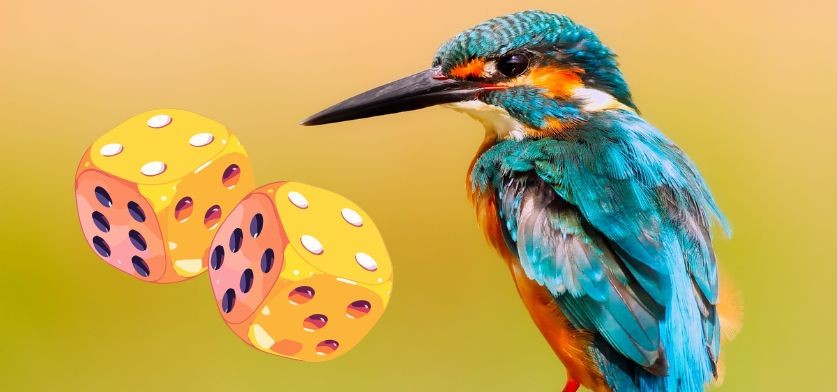 Jeux oiseaux | Médiathèque-ludothèque Bellou en Houlme