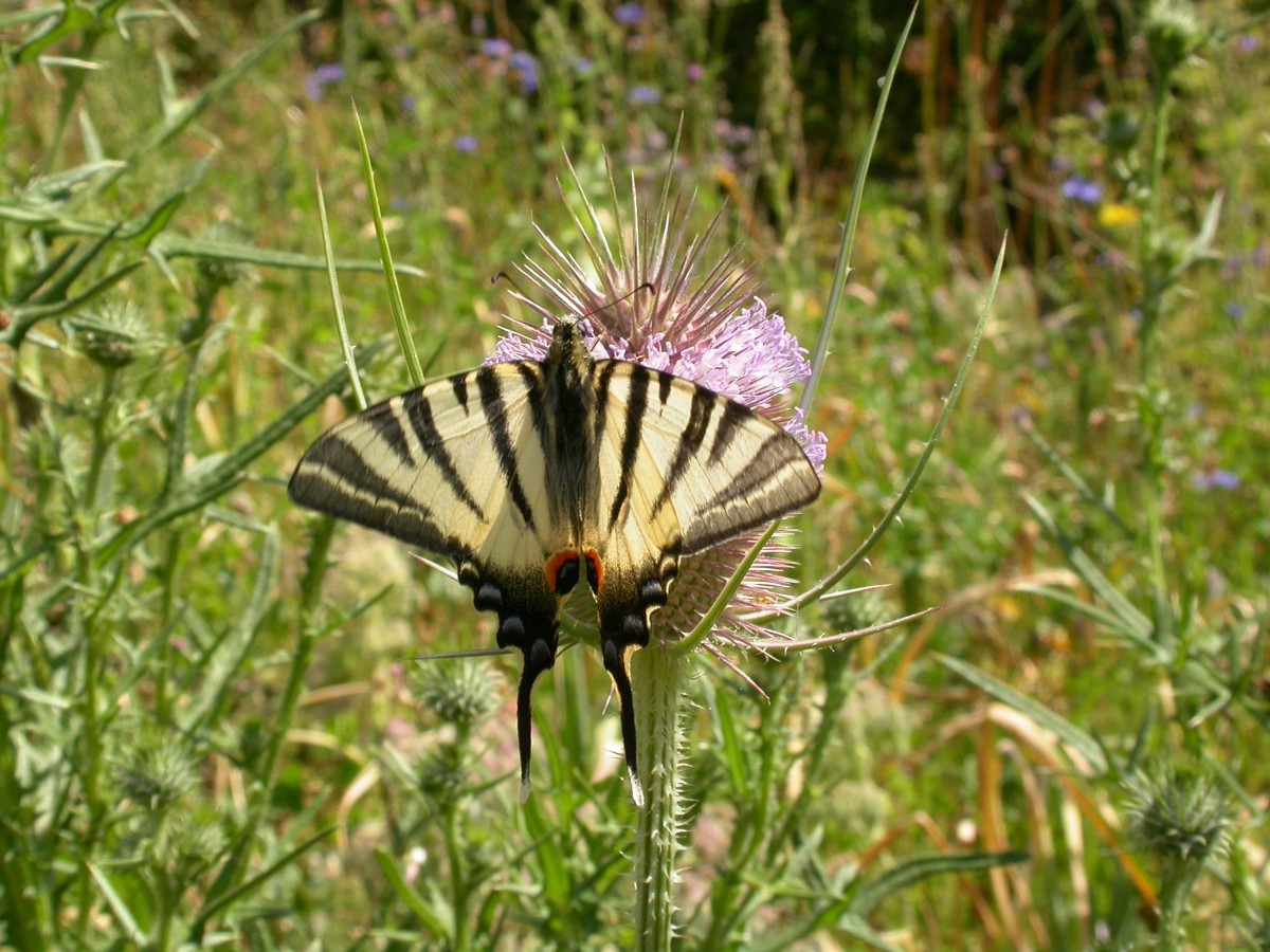 Iphiclides_podalirius (1) | Conseil départemental de l'Orne