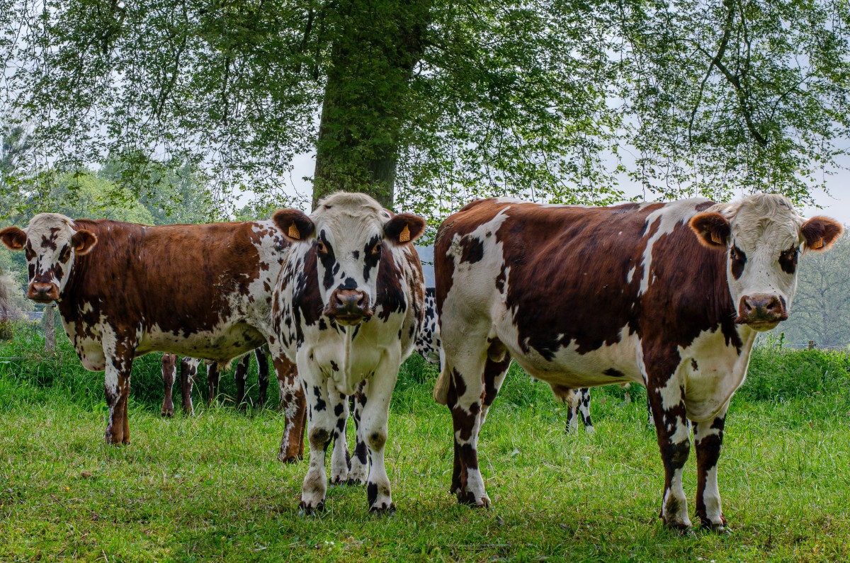 race_normande_comice_agricole | libre_de_droit