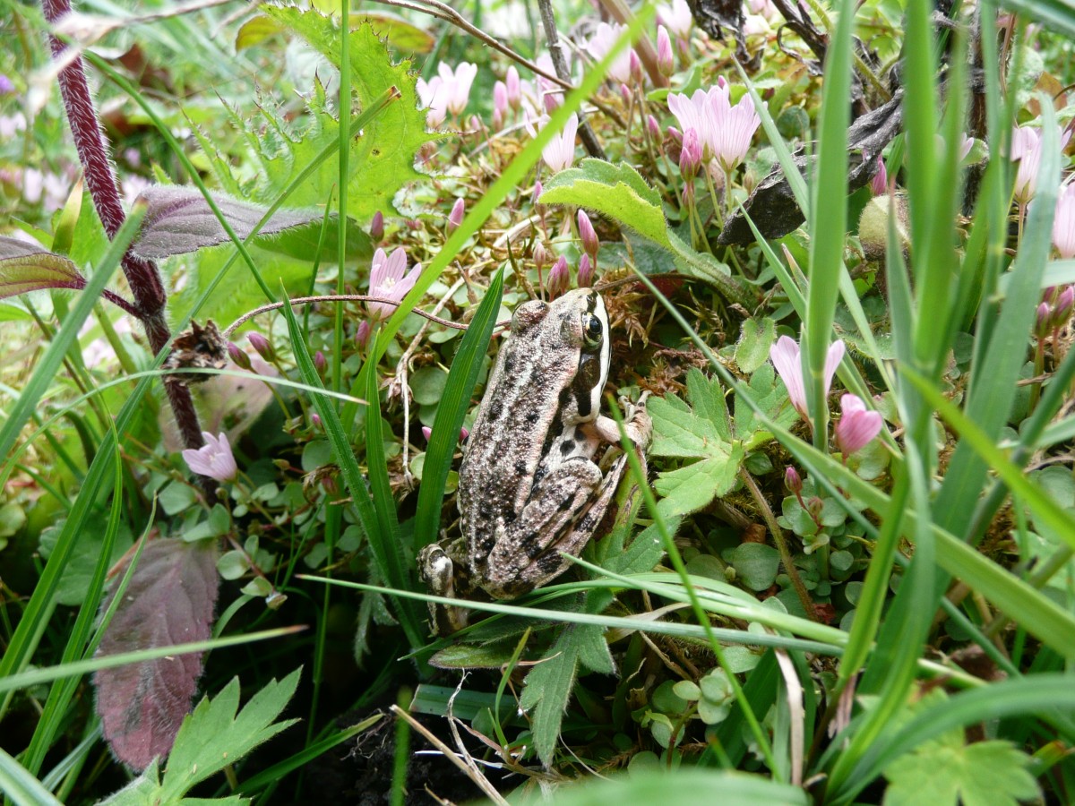 Grenouille_Sainte Eugénie | Conseil départemental de l'Orne