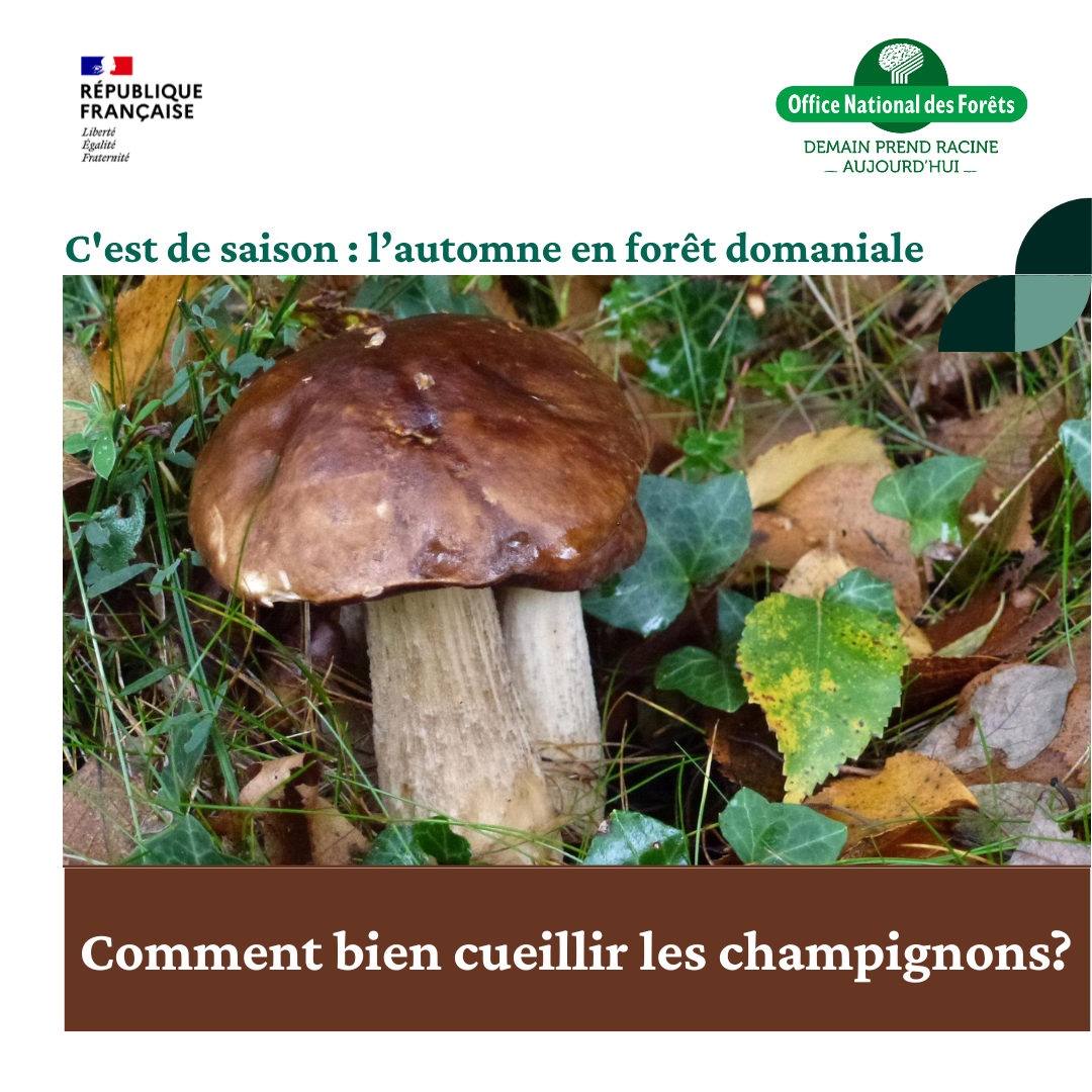 Copie de C'est de saison : automne Insta - 1 | https://www.onf.fr/vivre-la-foret/+/2dd8::la-saison-des-champignons-demarre-en-n