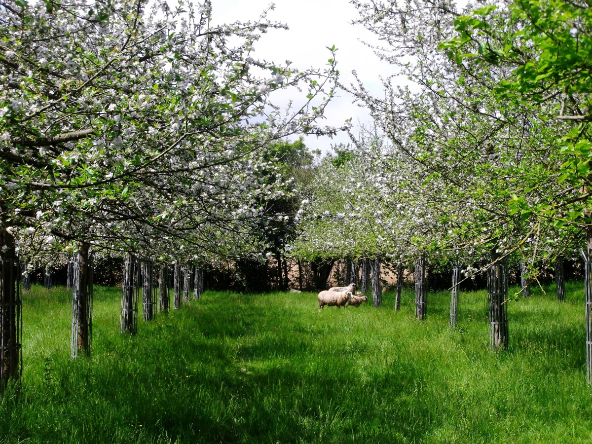 bagnoles-orne-pom-producteur-cidre-terroir-pomme-jus-savoir-faire-visite-ferme-verger | Bagnoles de Pom