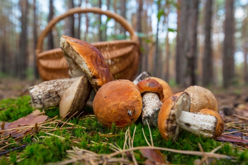 Sortie champignons à Sap-en-Auge | Kamchatka