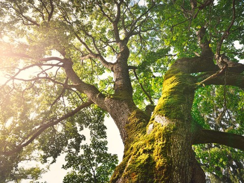 Concours photo | Adobe Stock