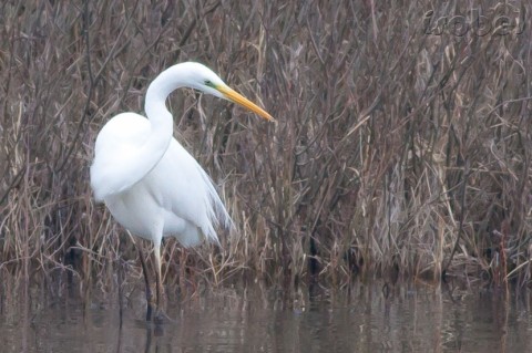 grande-aigrette | CPIE