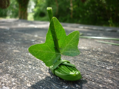 Des-plantes-et-des-jeux | CPIE