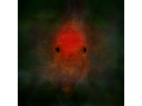 poissons-rouges - copyright  catherine Menoury800 | Catherine Menoury