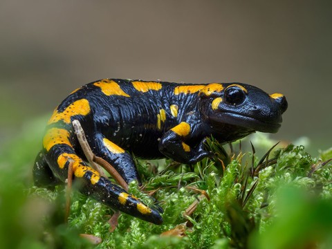 Gorgeous Fire Salamander, Salamandra salamandra | © Vlasto Opatovsky