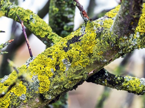 Apple branch covered with lichen. Tree diseases_ | Adobe Stock